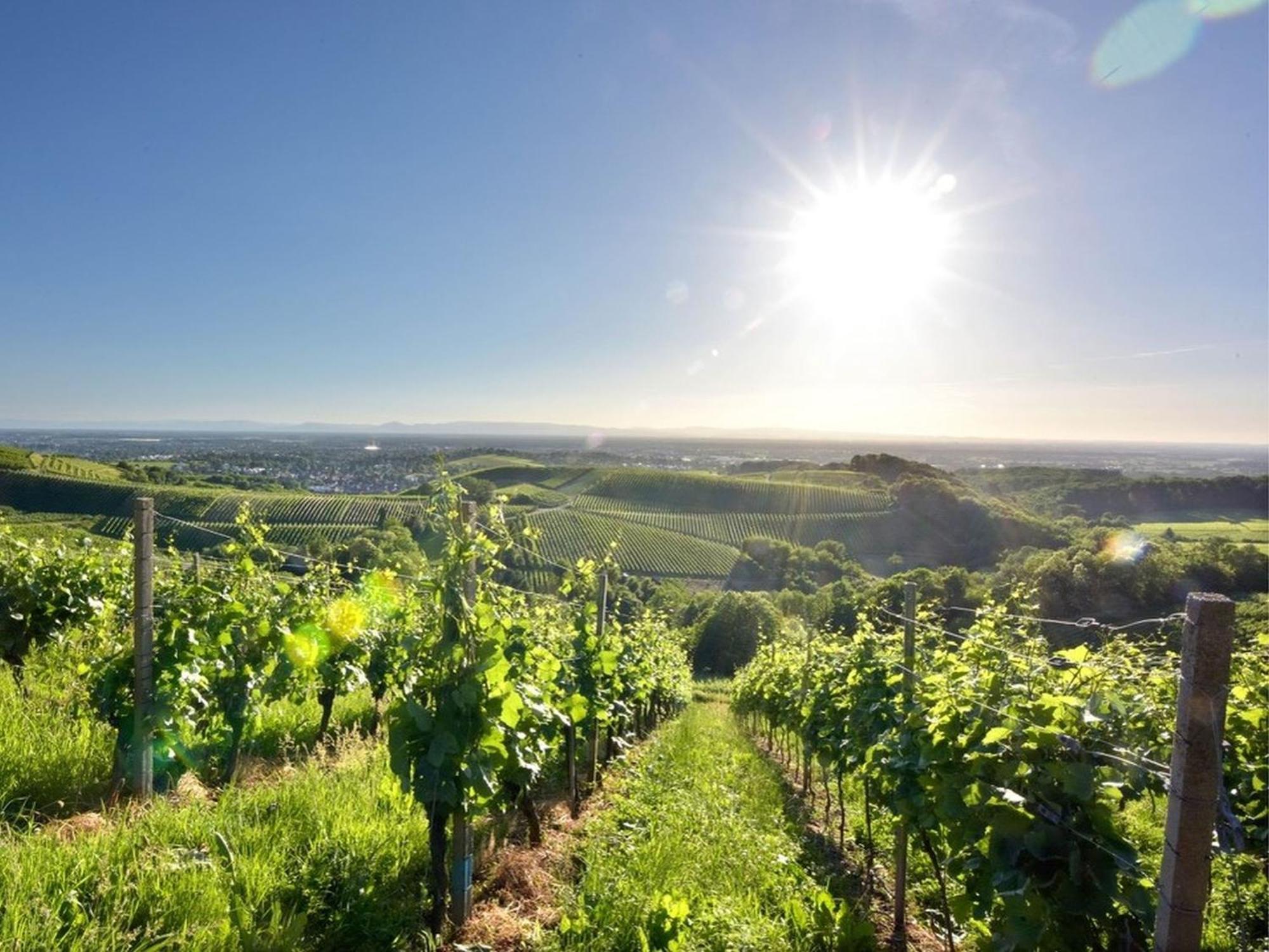 Ferienwohnungen Weingut Pieper Basler Ofemburgo Exterior foto